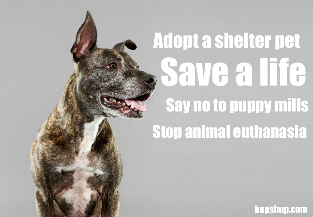 Why not adopt? Save a life by taking the right decision.
